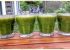 Have you had your green juice today