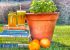 Orange and basil juice
